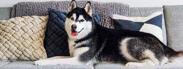 Top 5 Pet-Friendly Sofa Features Every Pet Owner Needs