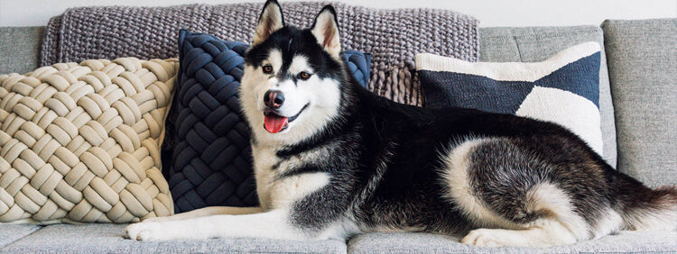 Top 5 Pet-Friendly Sofa Features Every Pet Owner Needs